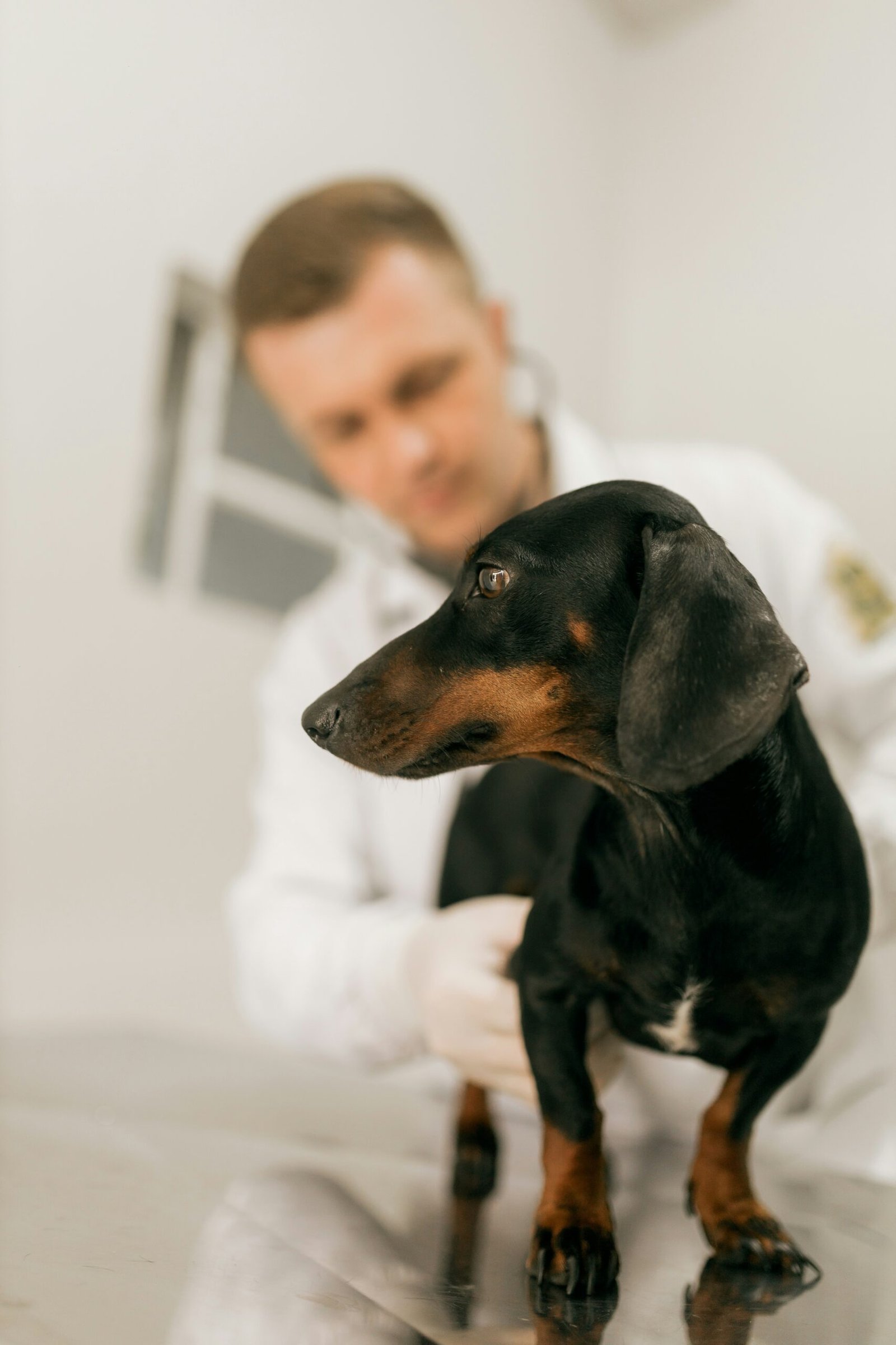 Zašto su redovni pregledi pasa kod veterinara važni?